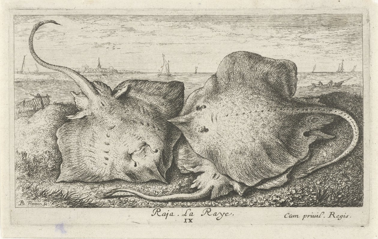 Tres rayos en la playa raja. La Raya. (título en el objeto) Peces y otras criaturas marinas: segunda serie de agua salada (título de la serie) Poissons de mer (título de la serie) de Albert Flamen