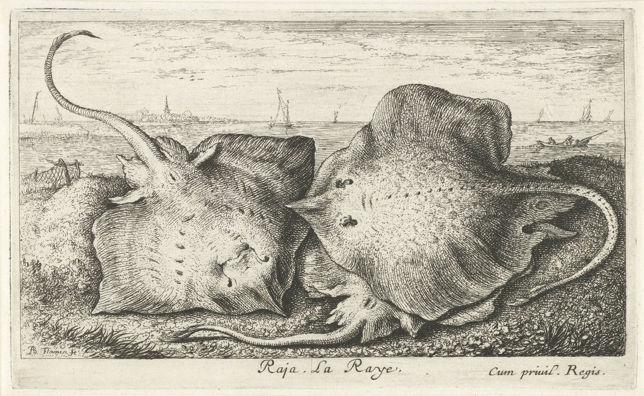 Tres rayos en la playa raja. La Raya. (título en el objeto) Peces y otras criaturas marinas: segunda serie de agua salada (título de la serie) Poissons de mer (título de la serie) de Albert Flamen