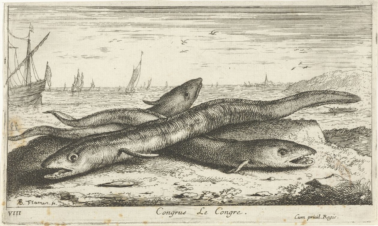 Tres anguilas marinas en la playa Congreso Le Congreso. (título en el objeto) Peces y otras criaturas marinas: primera serie de agua salada (título de la serie) Diverse Especes de Poissons de mer (título de serie) de Albert Flamen