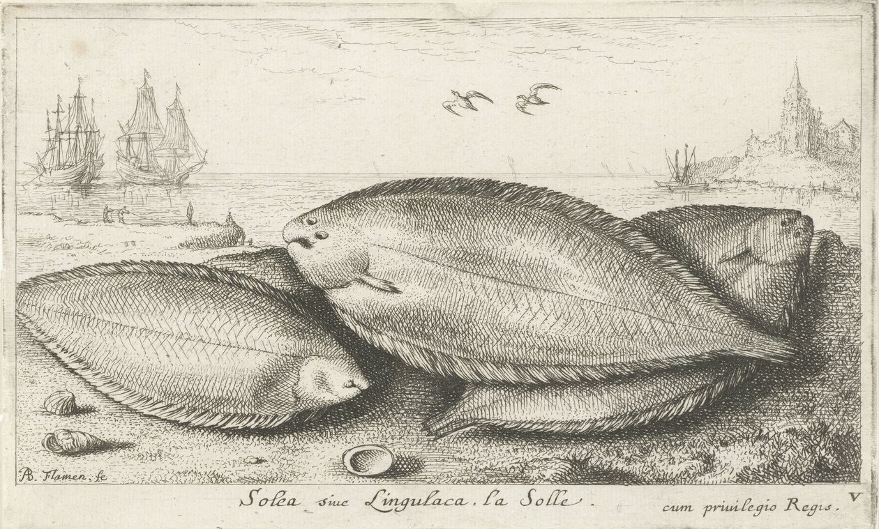 Tres soles en la playa Soleá siue lingulaca. La Solle. (título en el objeto) Peces y otras criaturas marinas: tercera serie de agua salada (título de la serie) Poissons de mer (título de la serie) de Albert Flamen