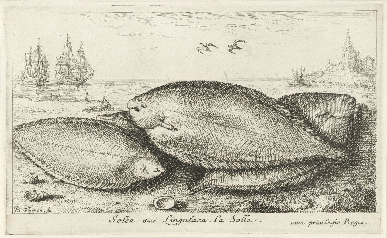Tres soles en la playa Soleá siue lingulaca. La Solle. (título en el objeto) Peces y otras criaturas marinas: tercera serie de agua salada (título de la serie) Poissons de mer (título de la serie) de Albert Flamen