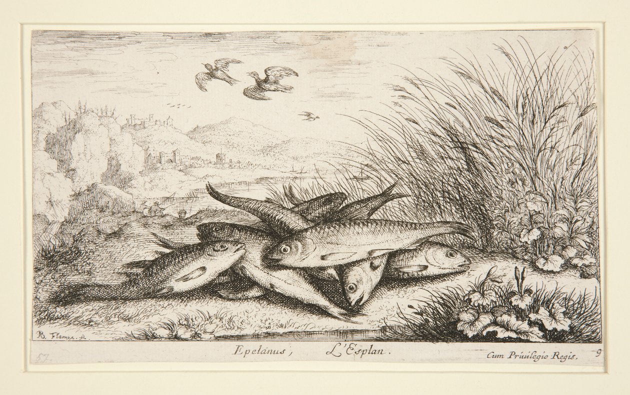 Epelano, L de Albert Flamen