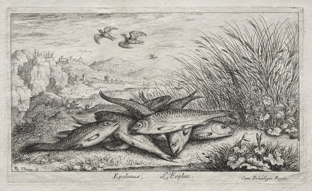 Peces de agua dulce, Parte II: Epelanus, L