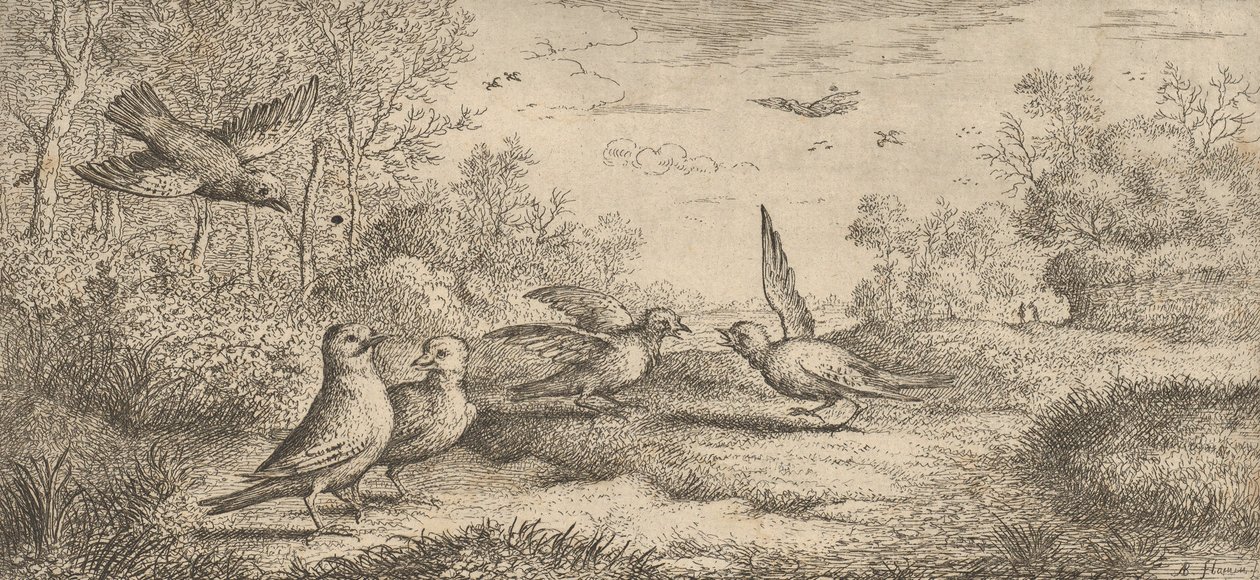Garrulus, Gey El arrendajo: Libro de aves de Albert Flamen