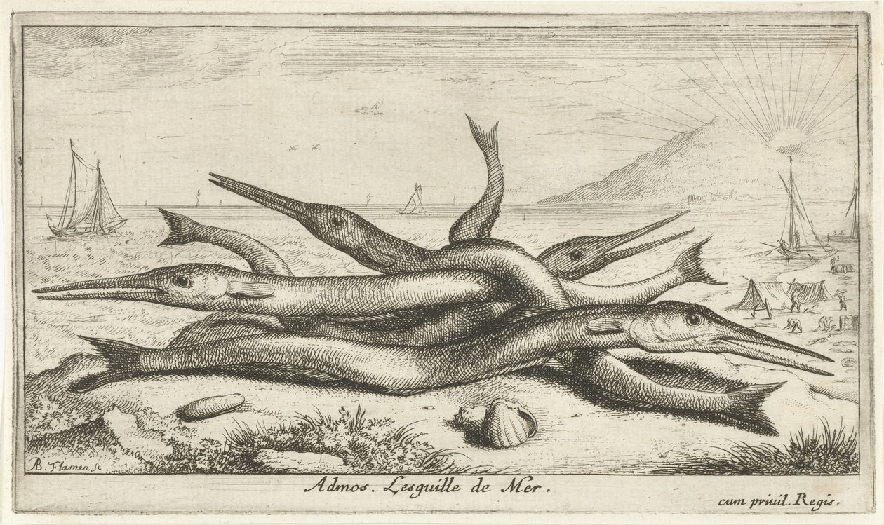 clavado en la playa Admos. Lesguille de Mer. (título en el objeto) Peces y otras criaturas marinas: tercera serie de agua salada (título de la serie) Poissons de mer (título de la serie) de Albert Flamen