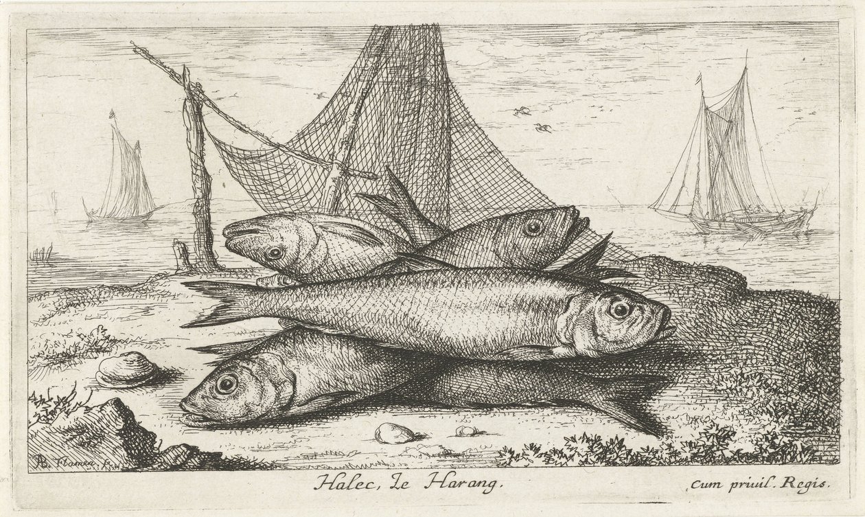 Arenque en una red de pesca Halec, Le Harang. (título en el objeto) Peces y otras criaturas marinas: segunda serie de agua salada (título de la serie) Poissons de mer (título de la serie) de Albert Flamen