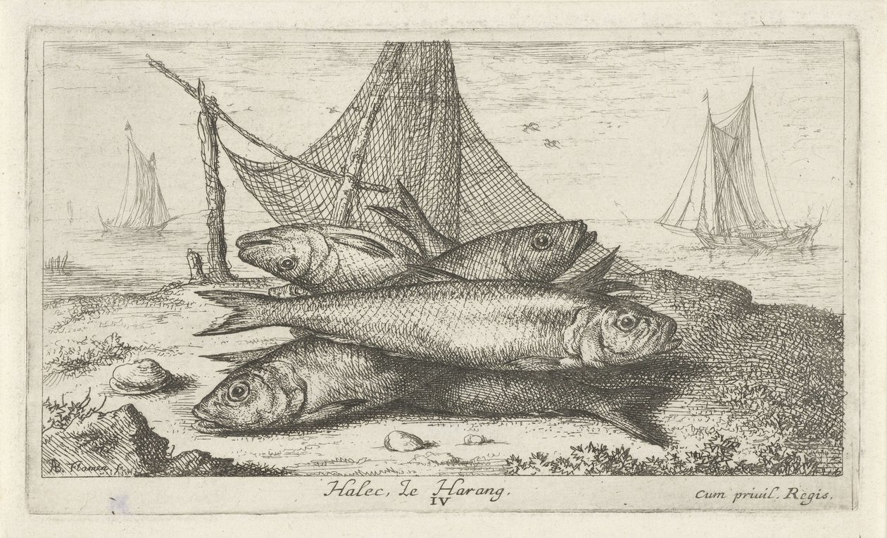 Arenque en una red de pesca Halec, Le Harang. (título en el objeto) Peces y otras criaturas marinas: segunda serie de agua salada (título de la serie) Poissons de mer (título de la serie) de Albert Flamen
