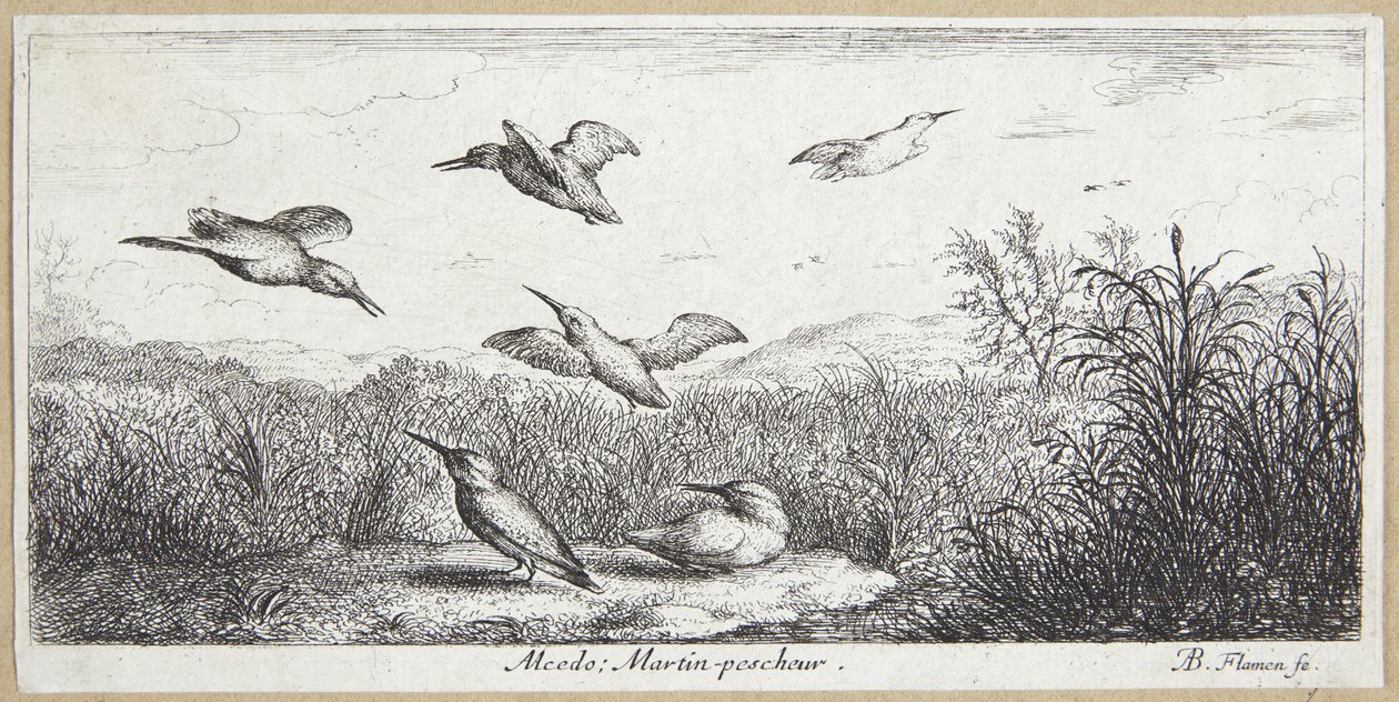El pescador (Alcedo) de Albert Flamen