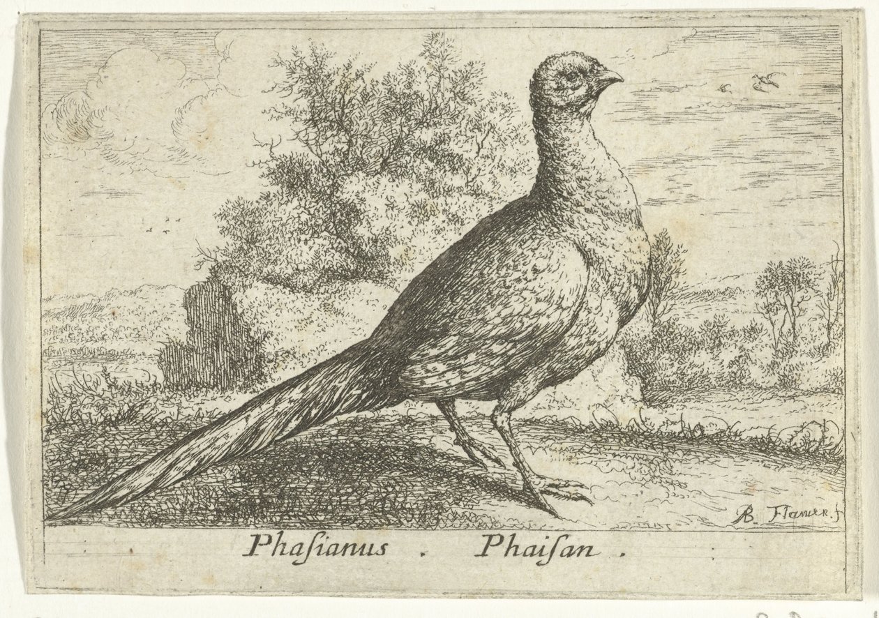 Landschap conoció a fazant Faisán Faisán. (título en el objeto) Trece pájaros (título de la serie) Diferentes especies de aves (título de la serie) de Albert Flamen