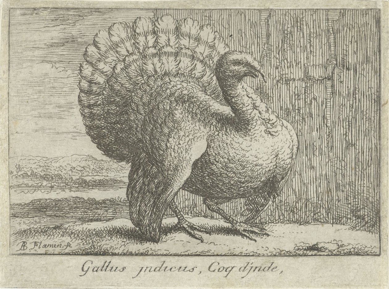 Paisaje con kalkoen Gallus indicus, Coq d