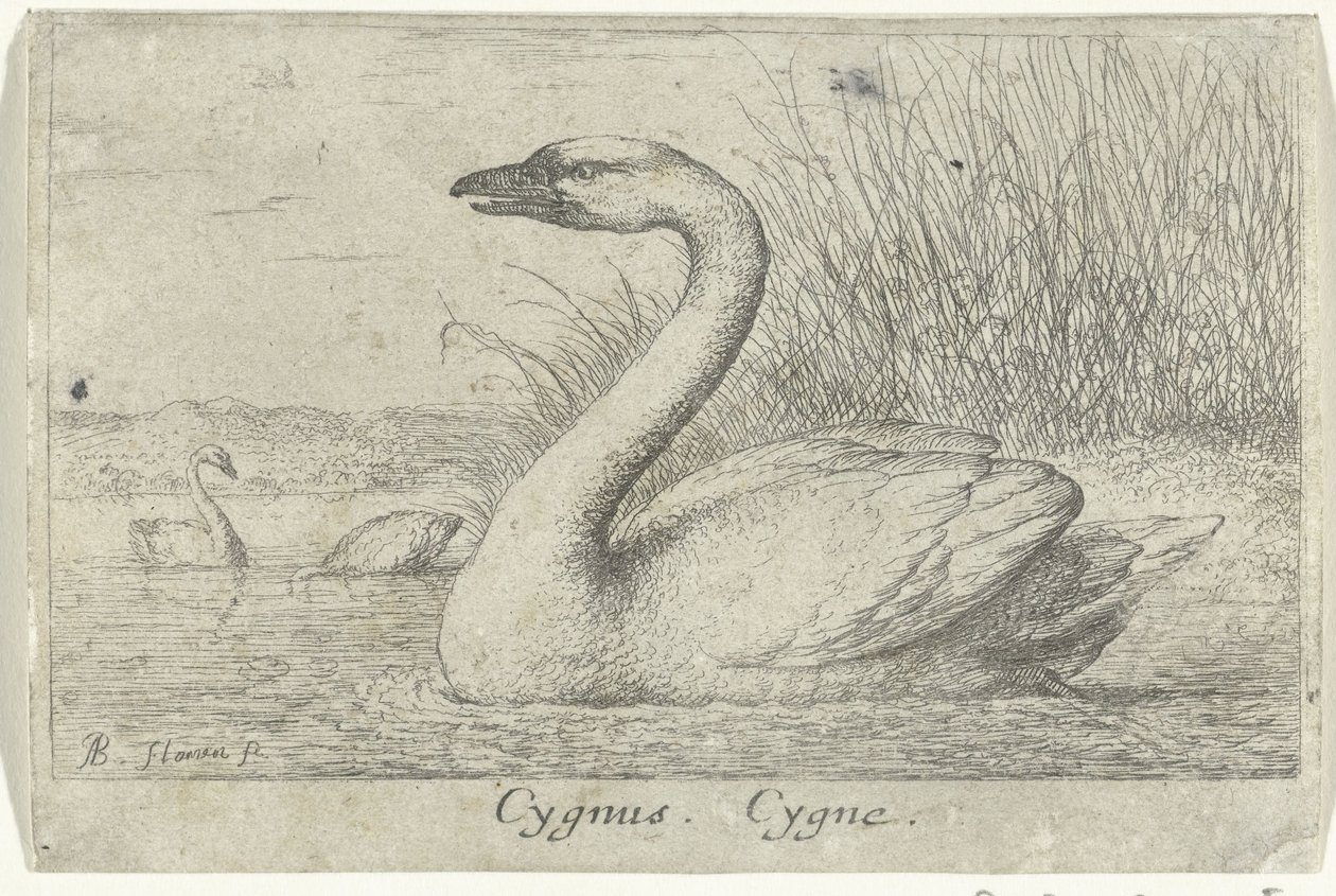 paisaje con cisne Cygnus. Cygne. (título en el objeto) Trece especies de aves (título de la serie) Diuersae Auium Specie (título de la serie) de Albert Flamen