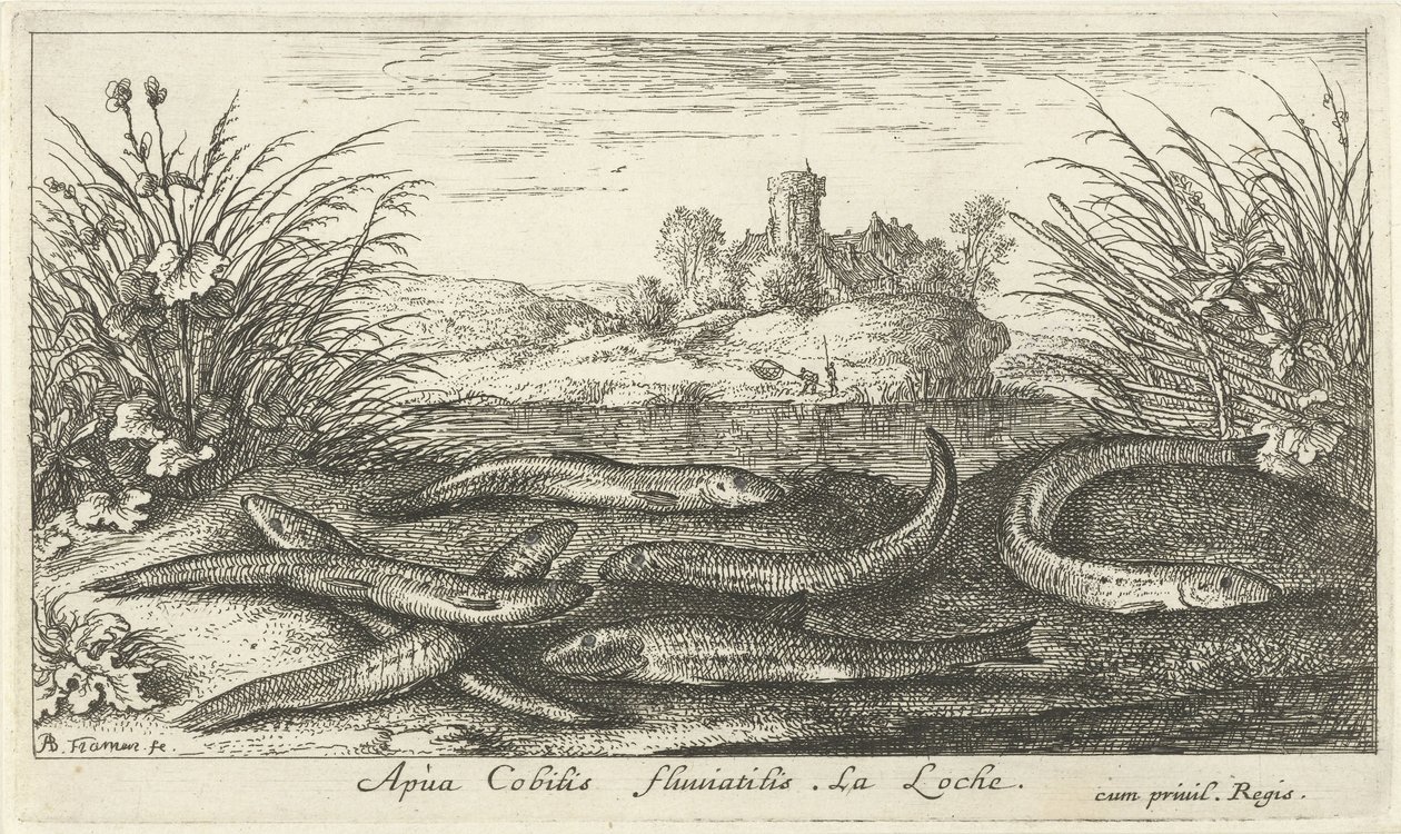 Lochas en la orilla de un río Apua Cobitis fluuitilis. LaLoche. (título en el objeto) Peces y otras criaturas marinas: segunda serie de agua dulce (título de la serie) Seconde partie de Poissons d