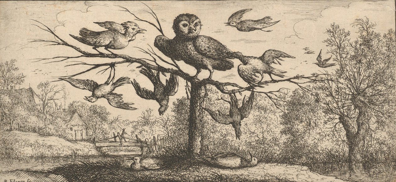 Monedula, Chouëtte El Búho: Libro de Aves, 1655-1660 de Albert Flamen