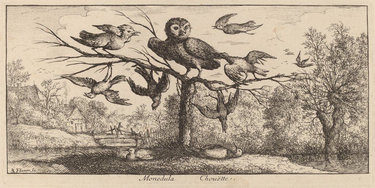 Monedula, El Búho de Albert Flamen