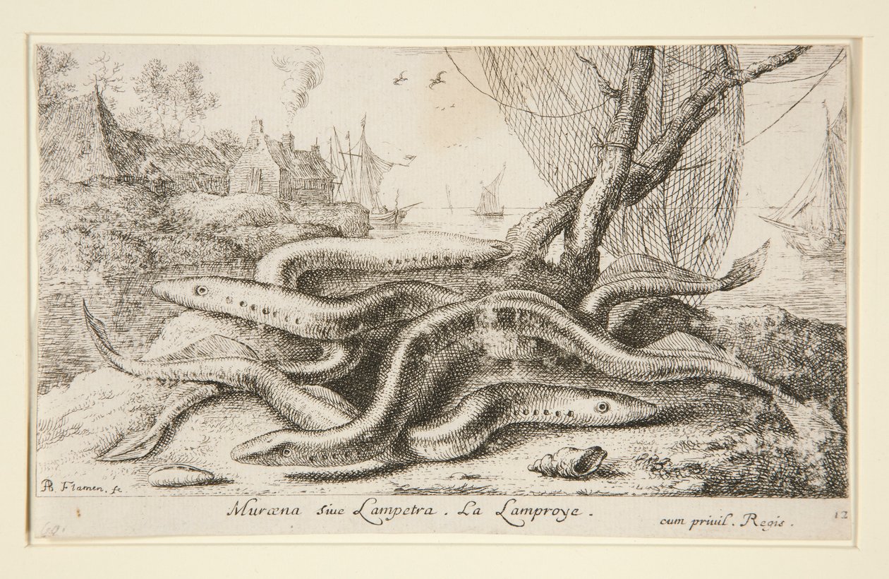Muraena o Lampetra. La Lamproye de Albert Flamen