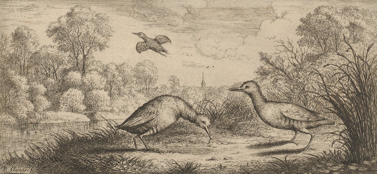Ortygometra, Ralle El Rail: Libro de Aves, 1655-1660 de Albert Flamen