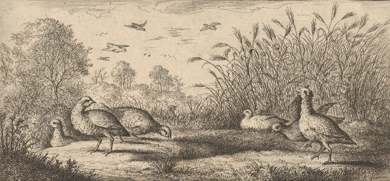 Perdix rubra, Perdix rouge La perdiz de patas rojas: Libro de aves..., 1655-1660 de Albert Flamen