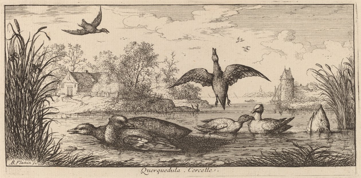 Querpedula, el cerceta de Albert Flamen