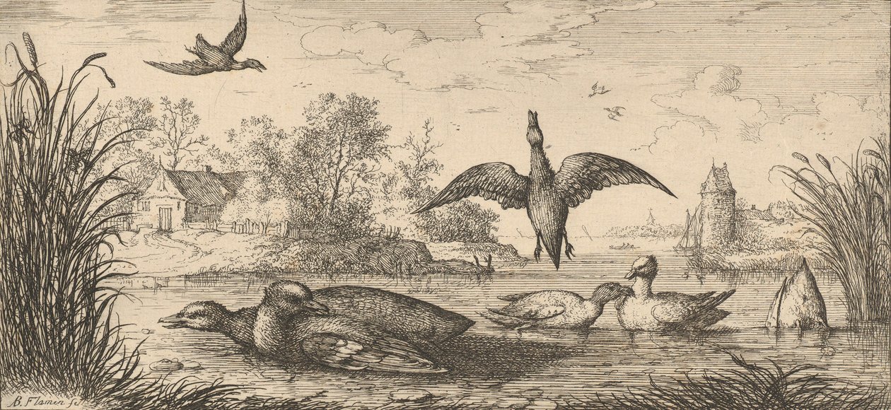 Querquedula, Cercelle El Cerceta: Libro de Aves, 1655-1660 de Albert Flamen