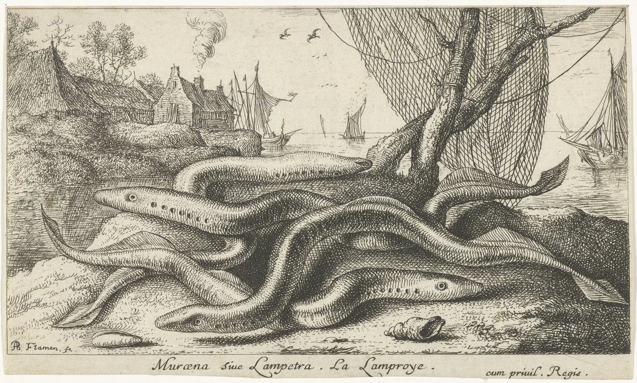 Lamprea de río en una orilla
Muraena siue Lampetra. La Lamproye. (título en el objeto)
Peces y otros animales marinos - agua dulce segunda serie (título de la serie)
Seconde partie de Poissons d