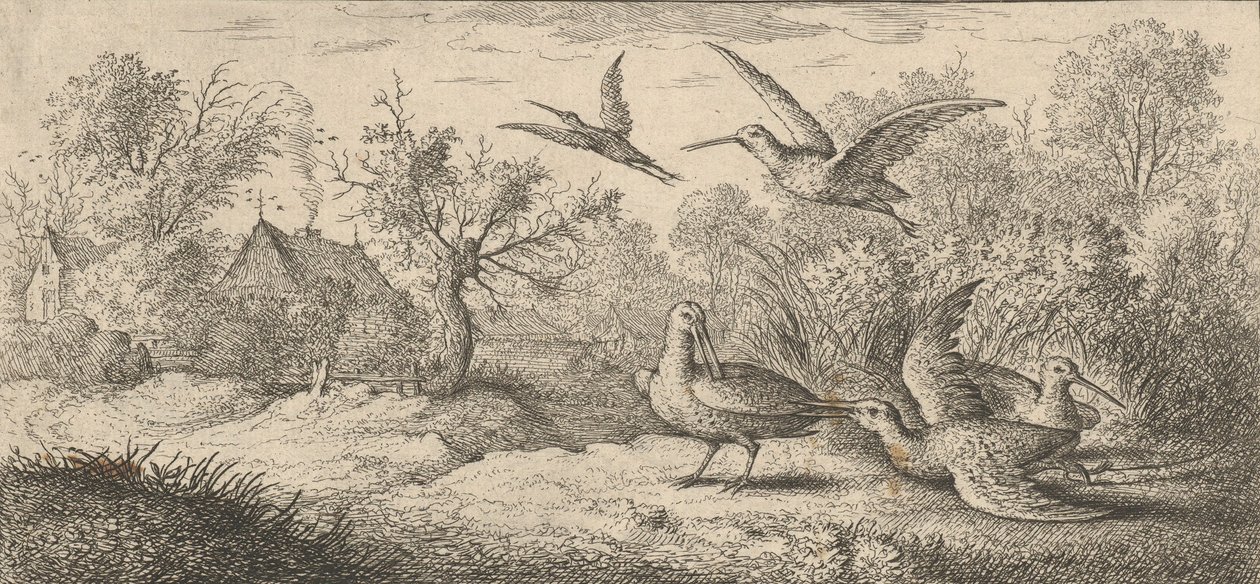 Rusticula, Beccasse El Zorzal: Libro de Aves de Albert Flamen