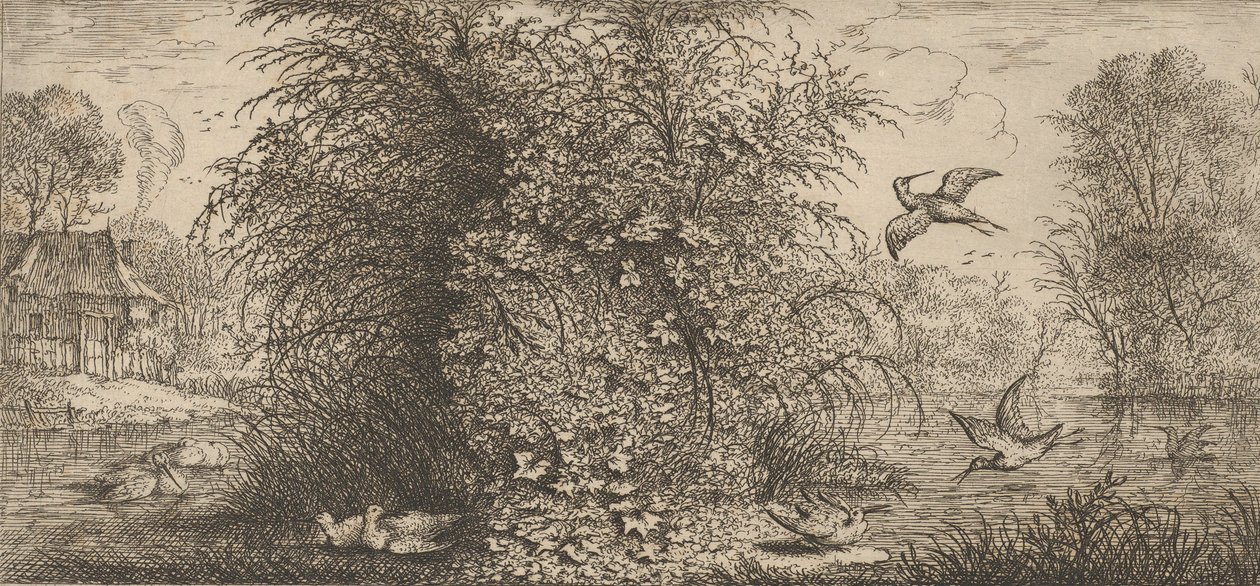 Rusticula minor, Beccassine La Agachadiza: Libro de Aves de Albert Flamen