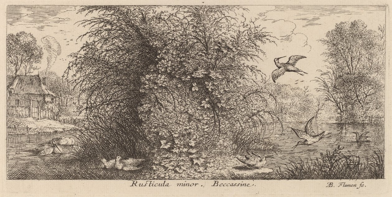 Rusticula minor, El agachadiza de Albert Flamen