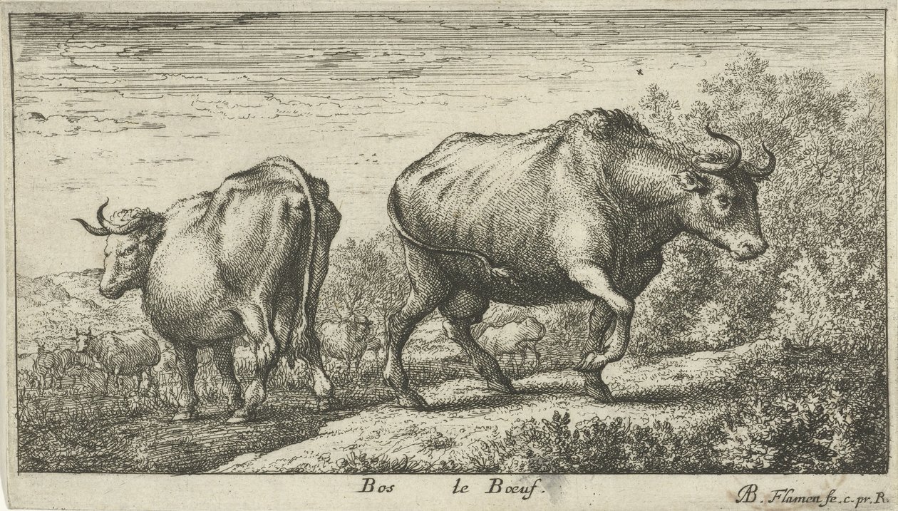 toros Bos le Boeuf (título sobre objeto) Diferentes especies animales (título de la serie) de Albert Flamen