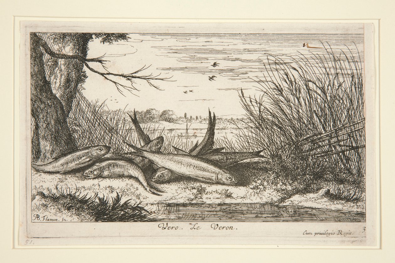 The Loach, de la segunda parte de la serie Fresh Water Fish. de Albert Flamen