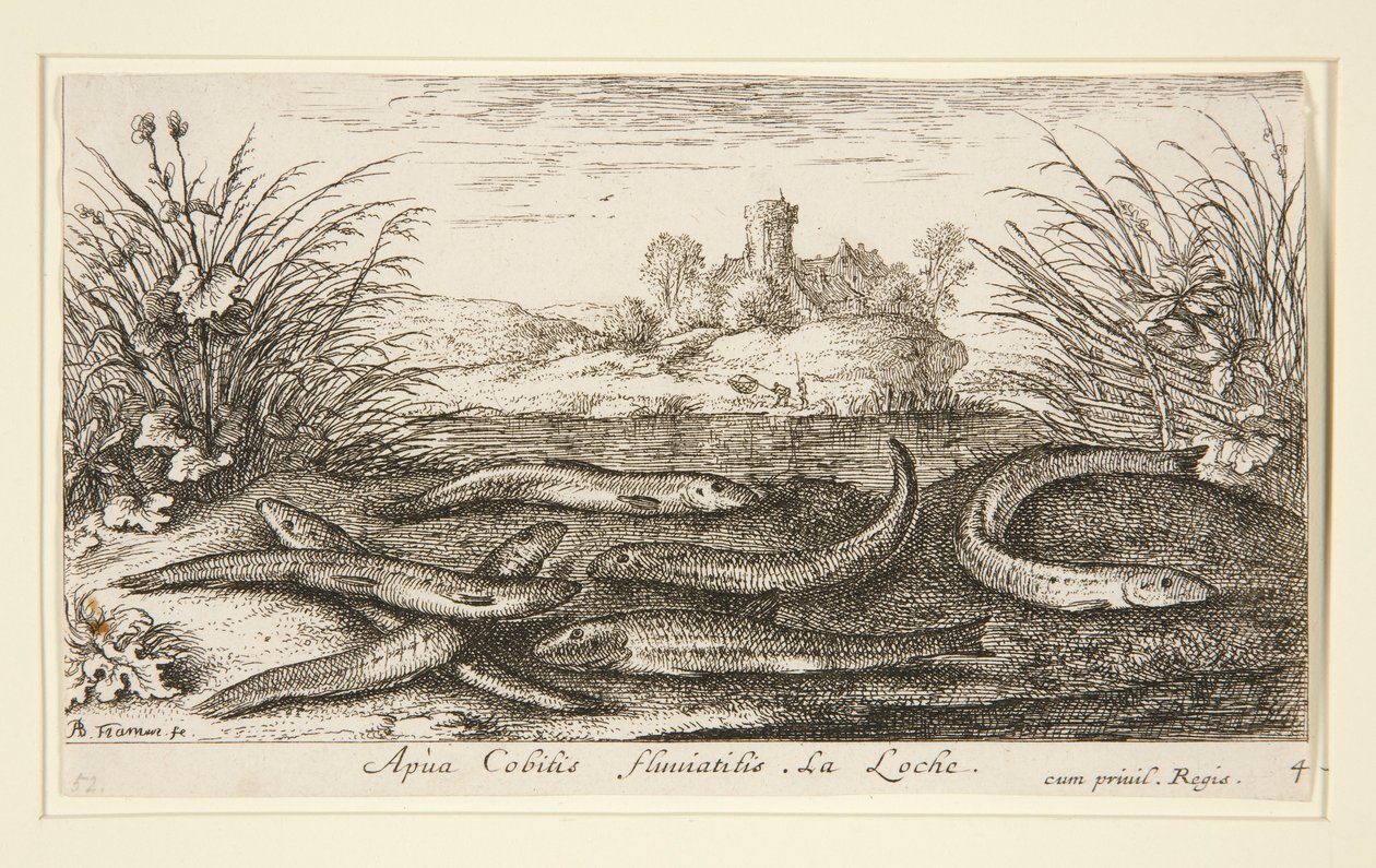 The Minnow, de la segunda parte de la serie Fresh Water Fish de Albert Flamen