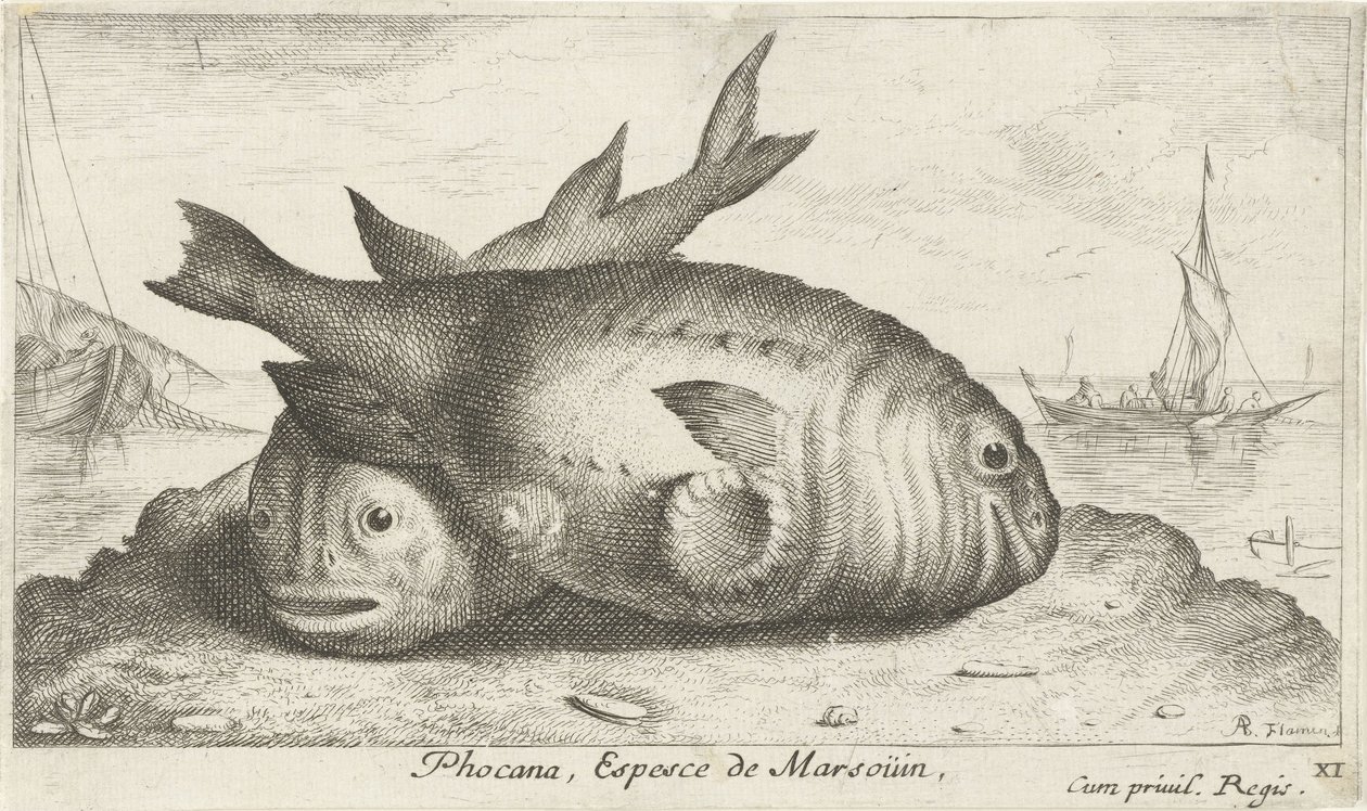 Dos marsopas en la playa Phoca Na, Espèce de Marsoüin, (título sobre objeto) Peces y otras criaturas marinas: tercera serie de agua salada (título de la serie) Poissons de mer (título de la serie) de Albert Flamen