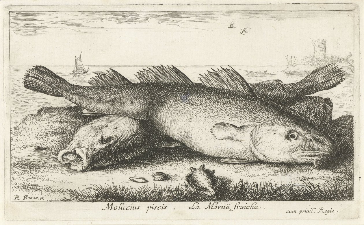 Dos bacalaos en la playa molucius piscis. Le Morue Fraiche. (título en el objeto) Peces y otras criaturas marinas: segunda serie de agua salada (título de la serie) Poissons de mer (título de la serie) de Albert Flamen