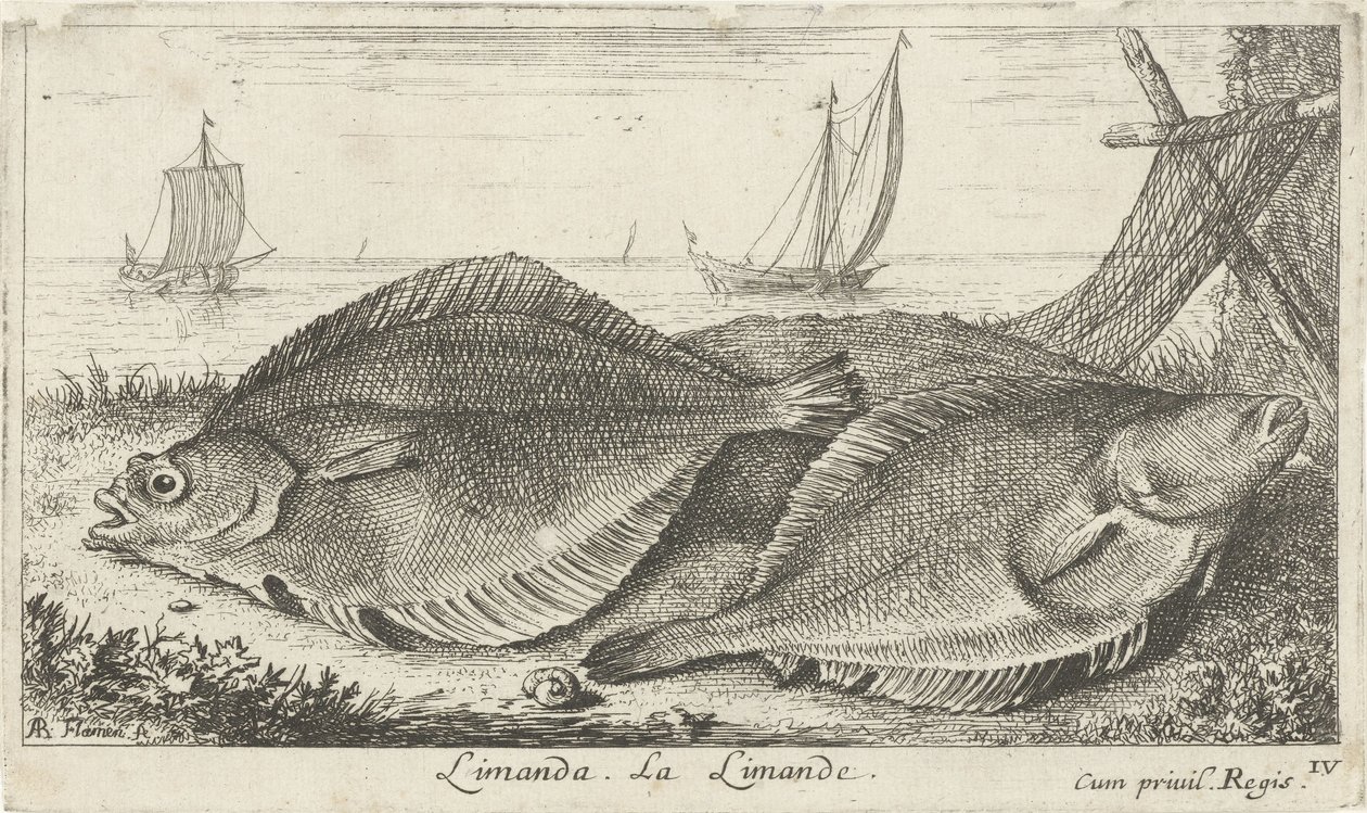 Dos dabs en la playa limanda. La Limanda. (título en el objeto) Peces y otras criaturas marinas: tercera serie de agua salada (título de la serie) Poissons de mer (título de la serie) de Albert Flamen