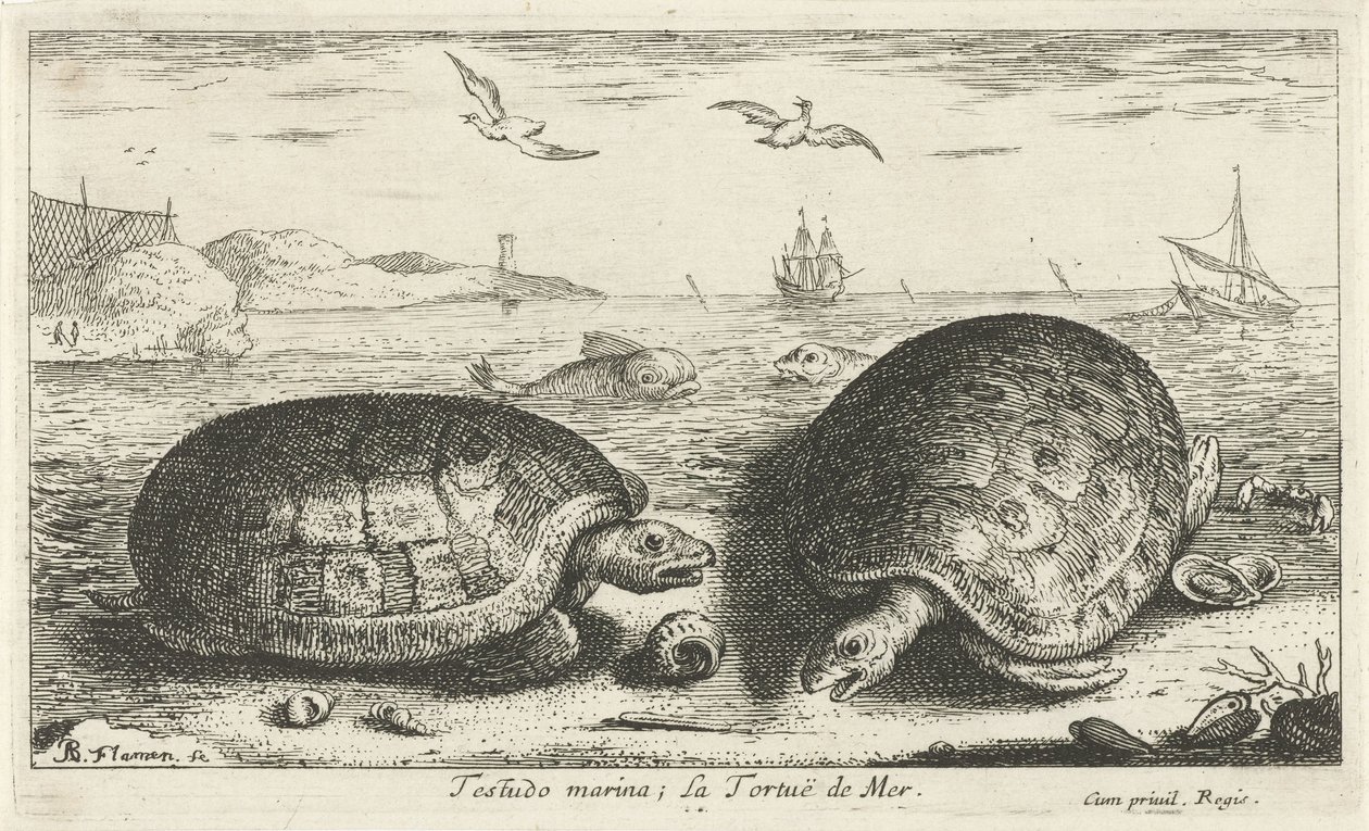 Dos tortugas en la playa Testudo marina; La Tortuë de Mer (título sobre objeto) Peces y otras criaturas marinas: segunda serie de agua salada (título de la serie) Poissons de mer (título de la serie) de Albert Flamen