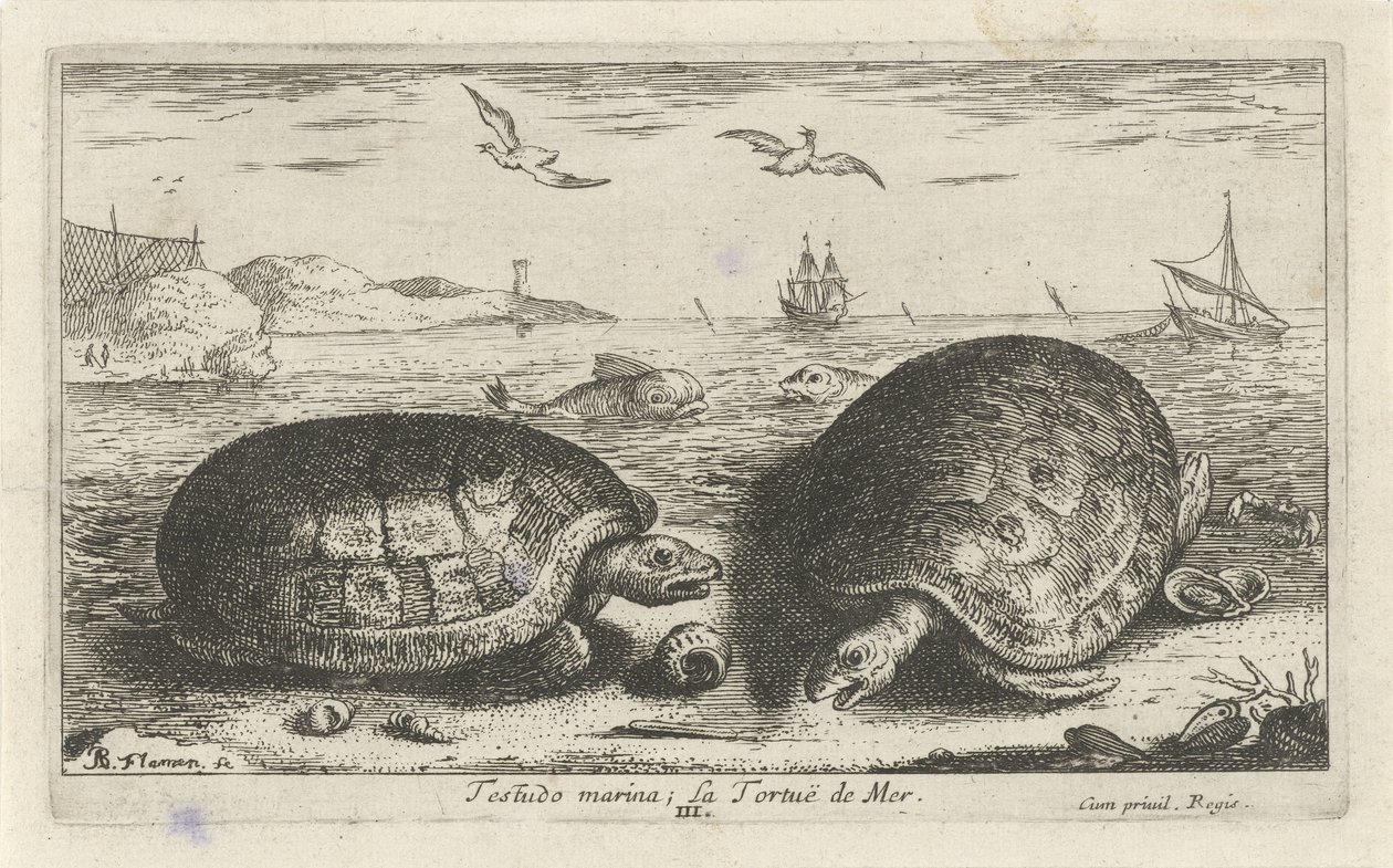 Dos tortugas en la playa Testudo marina; La Tortuë de Mer (título sobre objeto) Peces y otras criaturas marinas: segunda serie de agua salada (título de la serie) Poissons de mer (título de la serie) de Albert Flamen