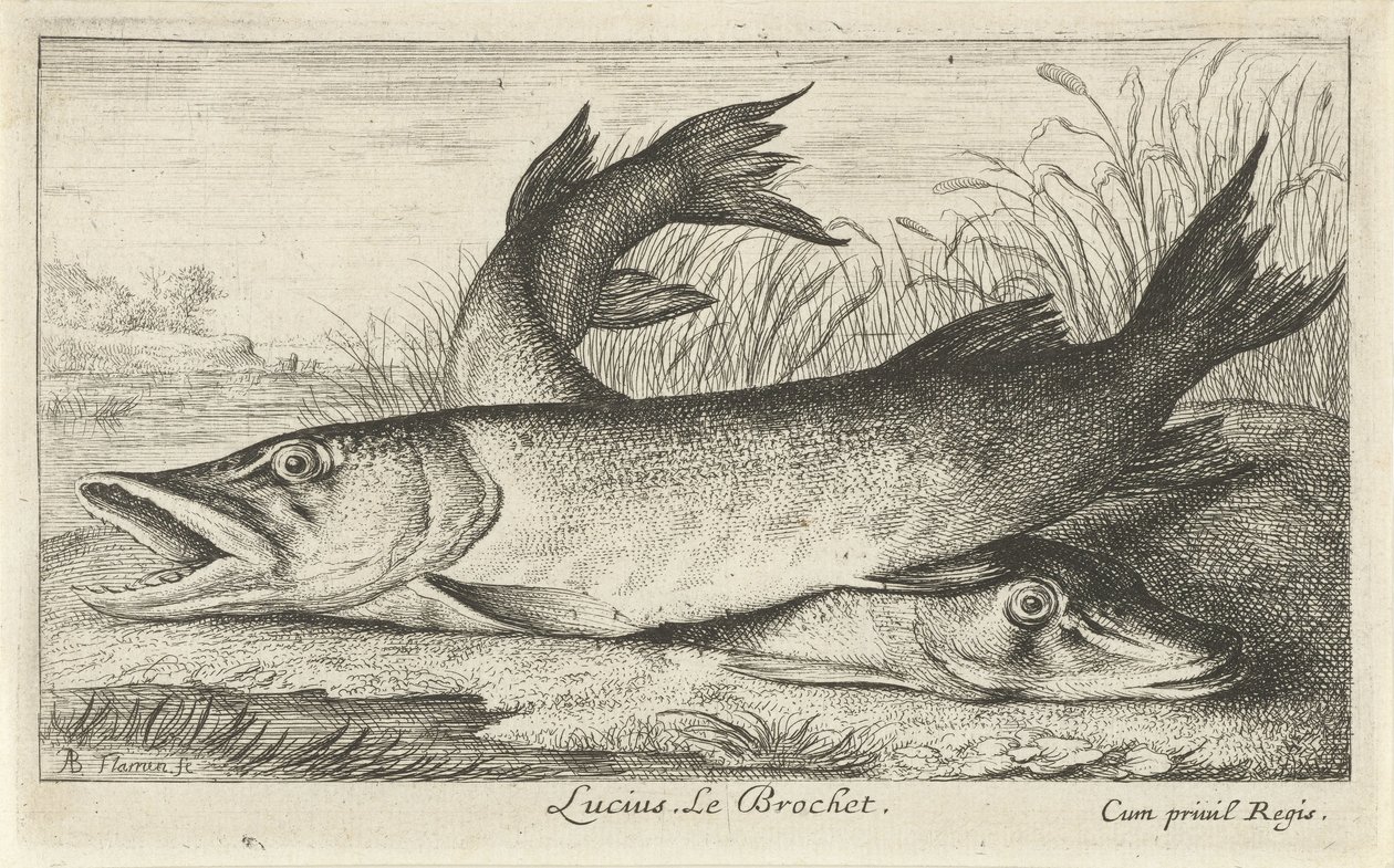 Dos picas en la orilla de un río Lucio. Le Brochet. (título en el objeto) Peces y otras criaturas marinas: primera serie de agua dulce (título de la serie) Diverse Especes de Poissons d