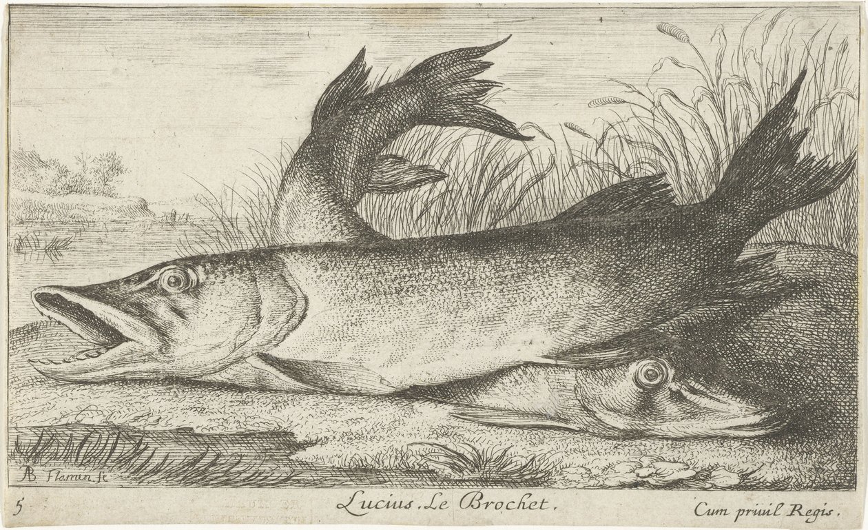 Dos lucios en la orilla de un río
Lucius. Le Brochet (título en el objeto).
Peces y otros animales marinos - agua dulce primera serie (título de la serie)
Diverses Especes de Poissons d