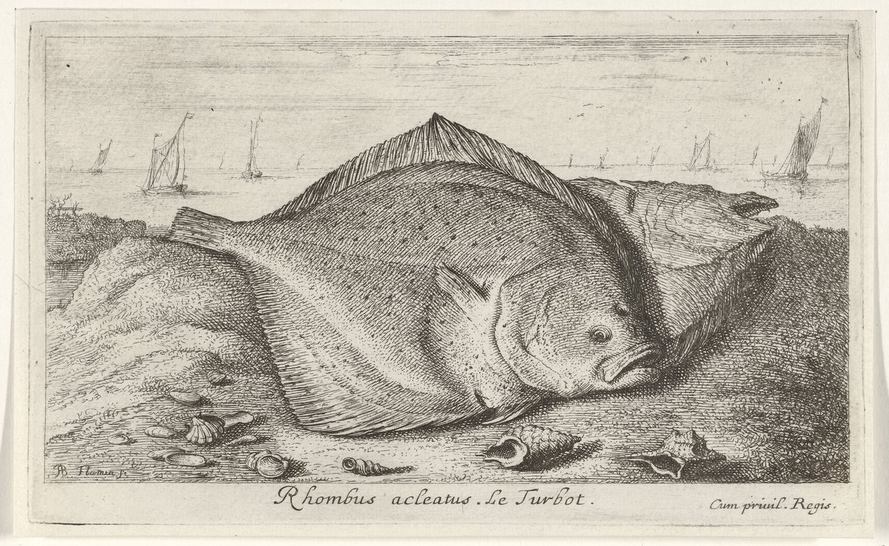 Dos rodaballos en la playa Rombo acleato. El rodaballo. (título en el objeto) Peces y otras criaturas marinas: tercera serie de agua salada (título de la serie) Poissons de mer (título de la serie) de Albert Flamen