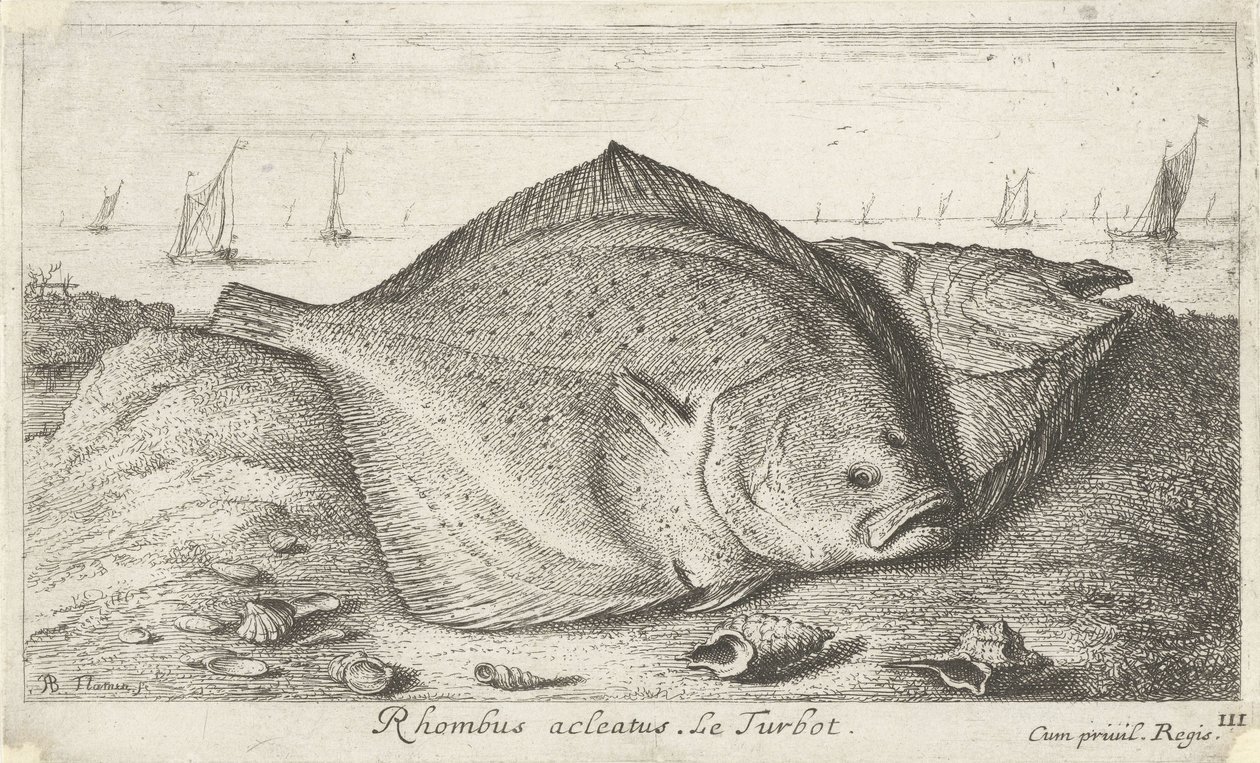 Dos rodaballos en la playa Rombo acleato. El rodaballo. (título en el objeto) Peces y otras criaturas marinas: tercera serie de agua salada (título de la serie) Poissons de mer (título de la serie) de Albert Flamen