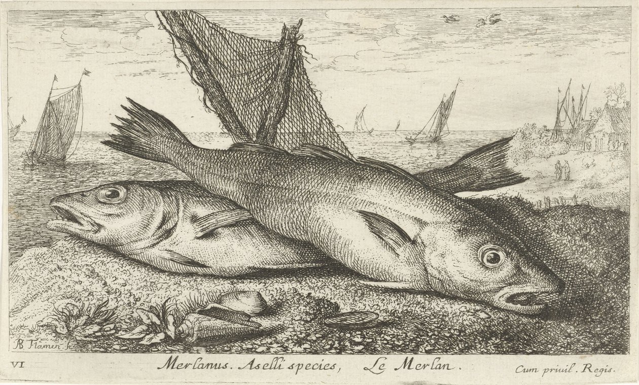 Dos pescadillas en la playa
Merlanus. Especie de Aselli, Le merlan. (título en el objeto)
Peces y otros animales marinos - agua salada primera serie (título de la serie)
Diverses Especes de Poissons de mer (título de la serie) de Albert Flamen