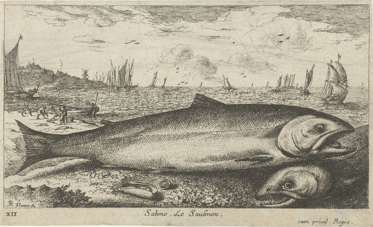 Dos salmones en la playa Salmo. Le Saulmon (título sobre objeto) Peces y otras criaturas marinas: primera serie de agua salada (título de la serie) Diverse Especes de Poissons de mer (título de serie) de Albert Flamen