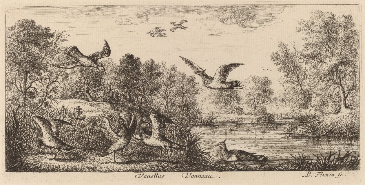 Vanellus, la avefría de Albert Flamen