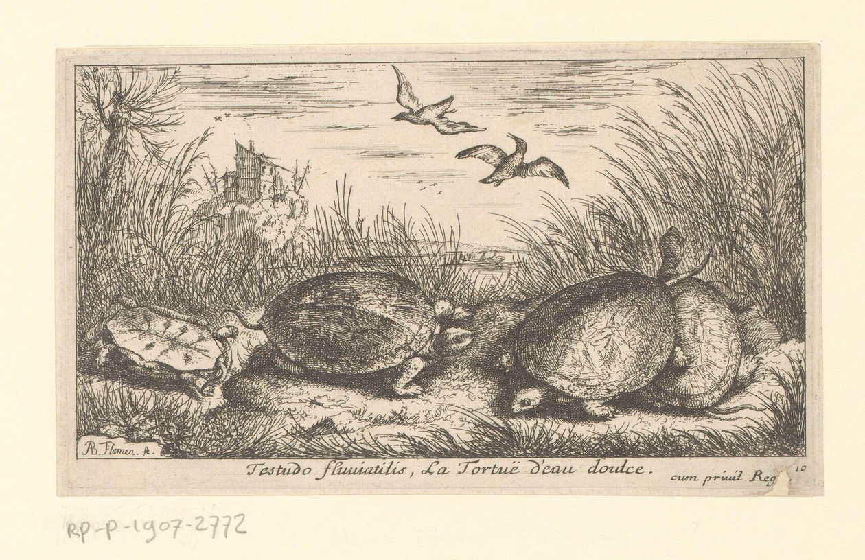 Cuatro tortugas de agua dulce entre hierbas y juncos
Testudo fluviatilis, La Tortuë d