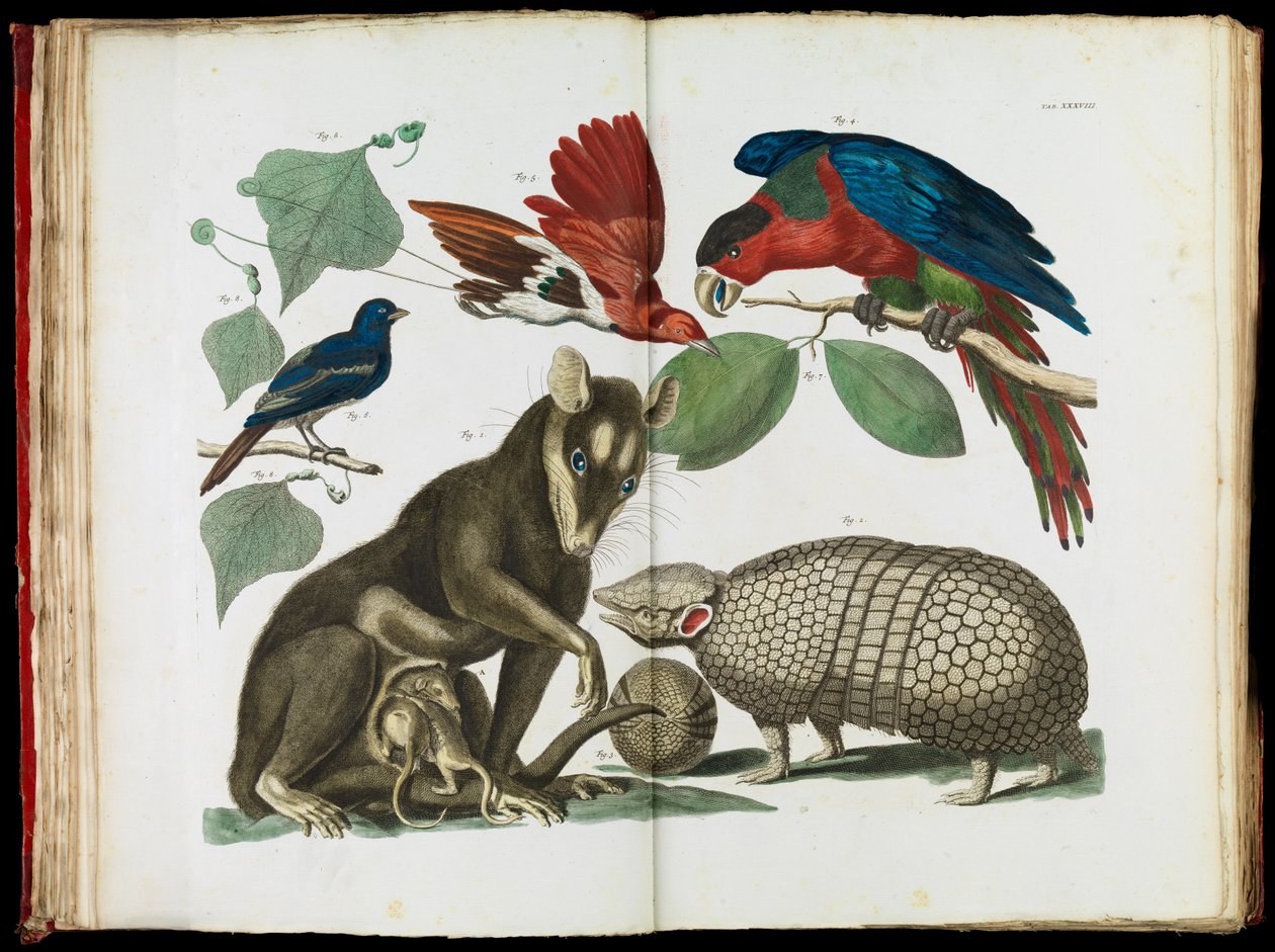 Zarigüeya de Molucca, Didelphis molucca y Armadillo, Tolypeutes matacus de Albertus Seba