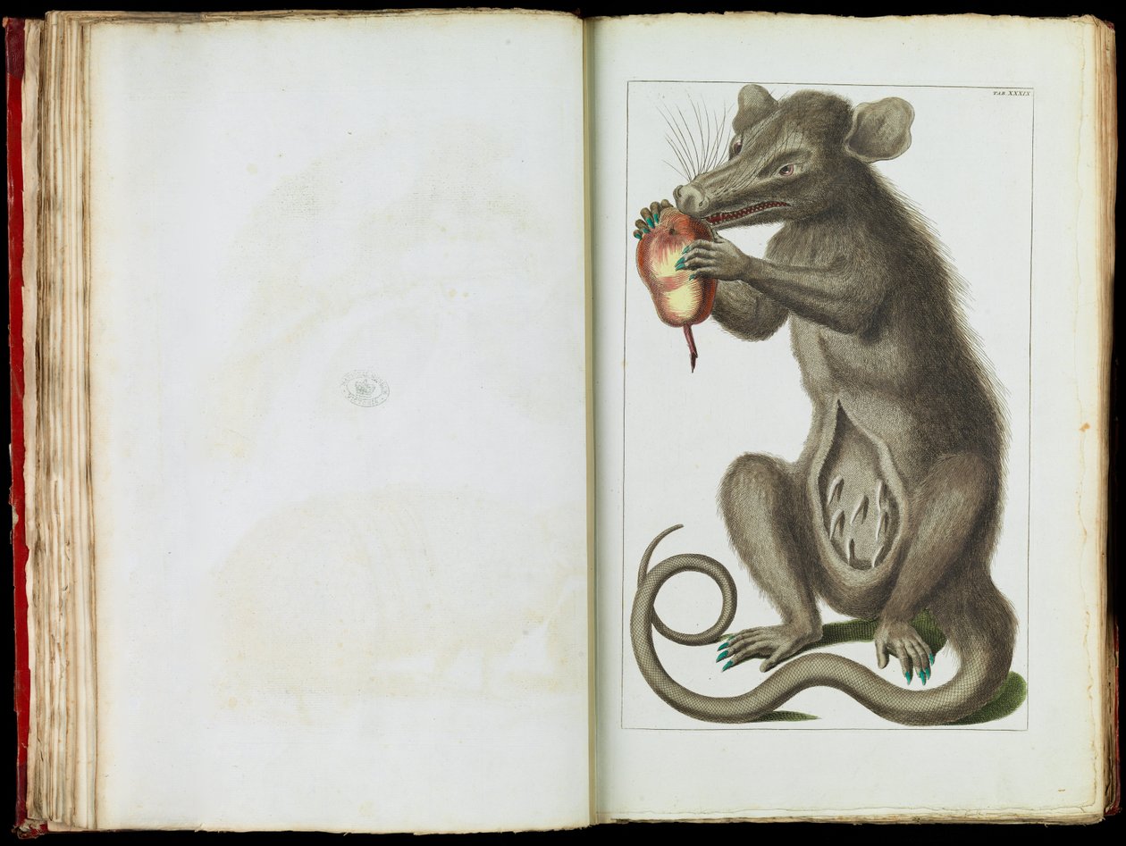 El zarigüeya, Didelphimorphia de Albertus Seba