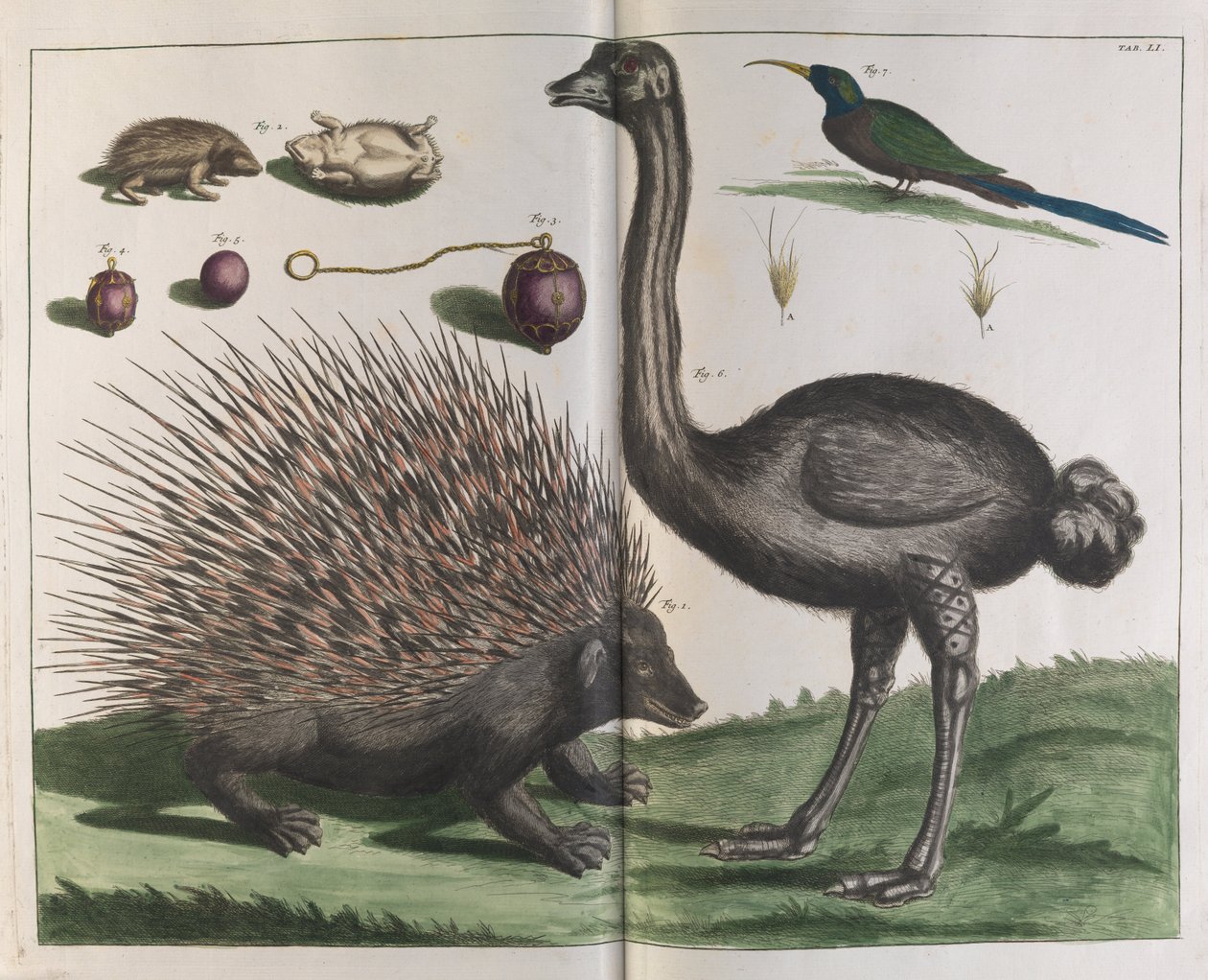 Erizo de Malaca, Erinaceus malaccensis, y Avestruz, Struthio carmelis de Albertus Seba