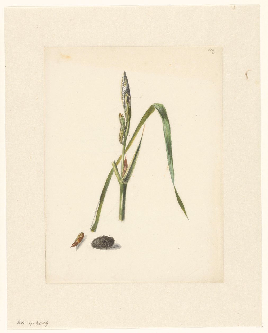 Estudio de Iris con oruga, debajo de un capullo y oruga hilada de Albertus Steenbergen