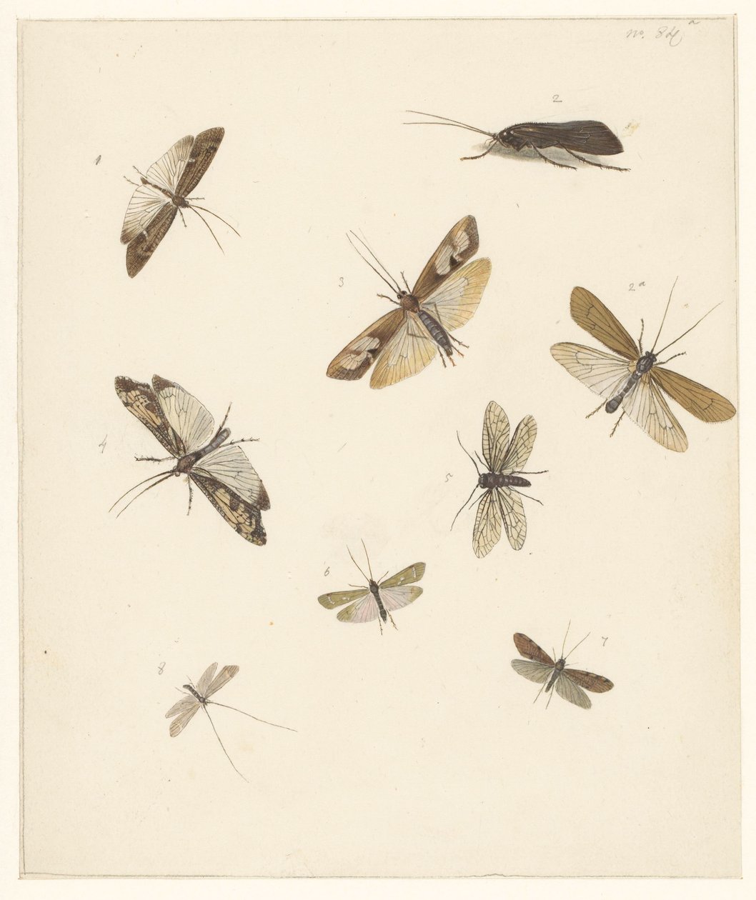 Hoja de estudio con ocho polillas de Albertus Steenbergen