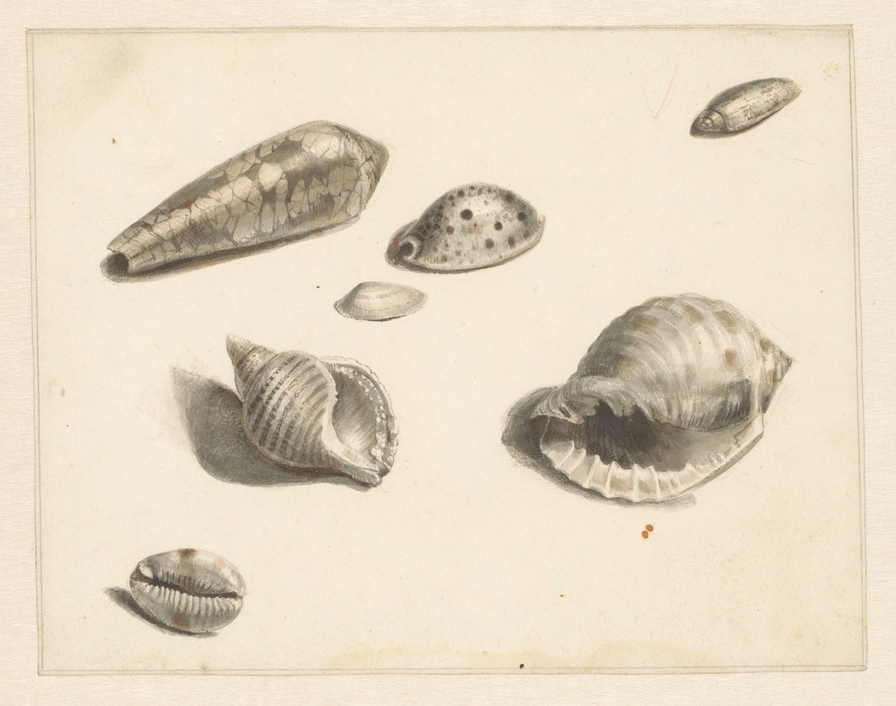 Hoja de estudio con varias conchas de Albertus Steenbergen