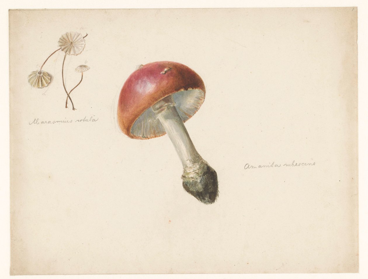 Ficha de estudio con setas, la Amanita Rubescens y la Marasmius Rotula de Albertus Steenbergen